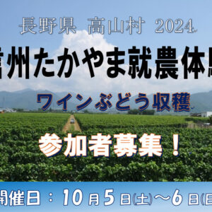 信州たかやま就農体験（ワインぶどう収穫）の参加者を募集します！